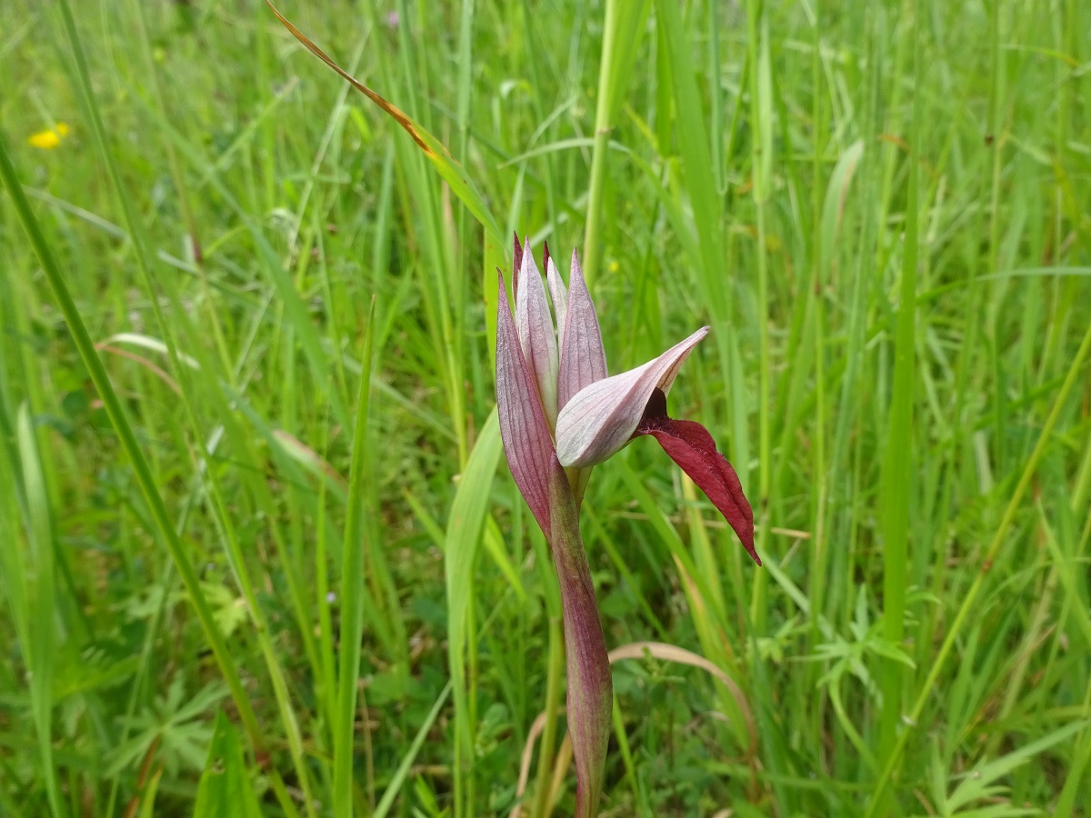 Serapias cordigera (Orchidaceae)